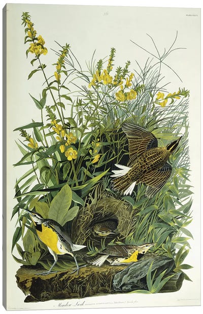 Meadow Lark, 1832  Canvas Art Print - John James Audubon