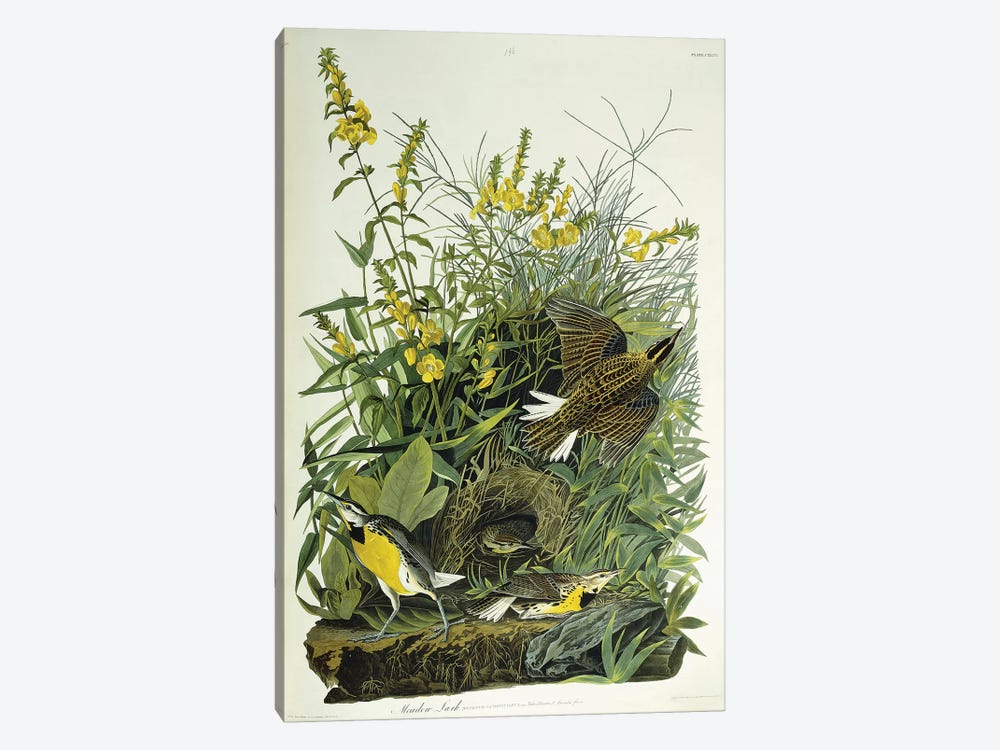 Meadow Lark, 1832  by John James Audubon 1-piece Art Print