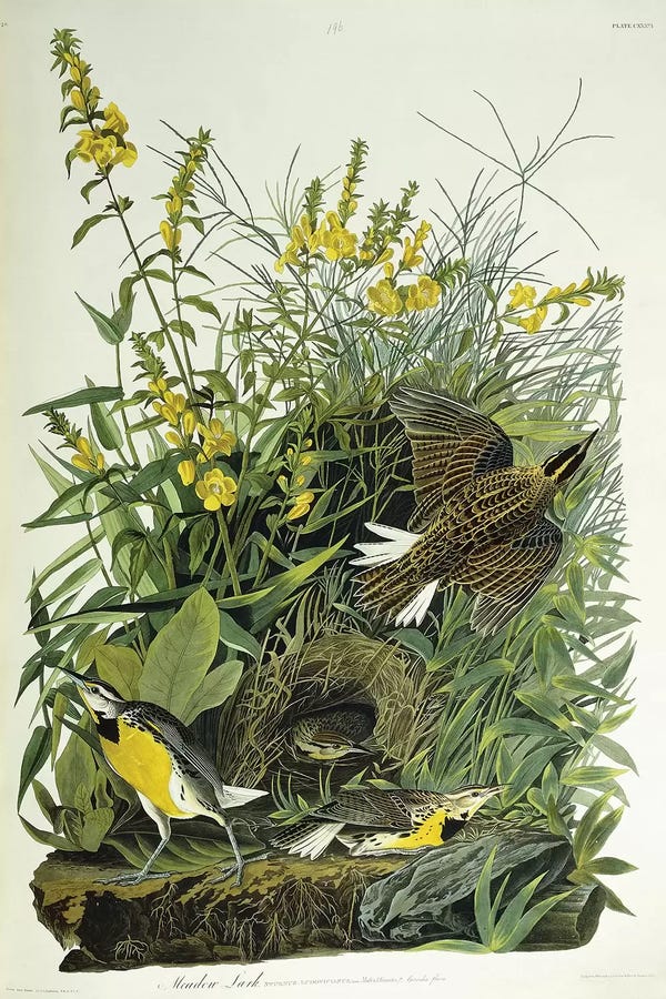 Larks