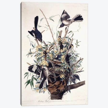 Mocking Bird , 1827-1838  Canvas Print #BMN10761} by John James Audubon Canvas Wall Art
