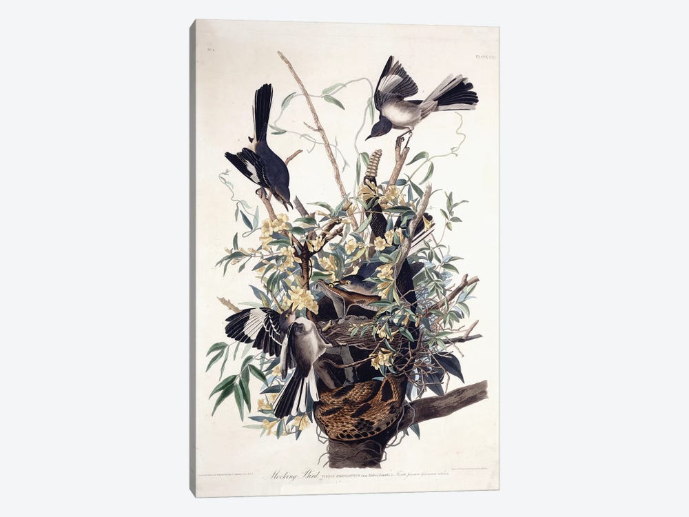 Mocking Bird , 1827-1838  by John James Audubon 1-piece Canvas Artwork