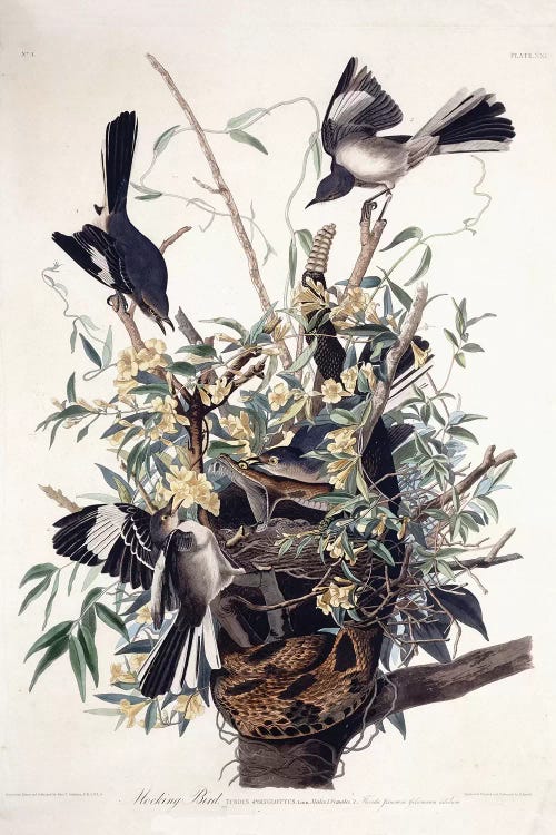 Mocking Bird , 1827-1838 