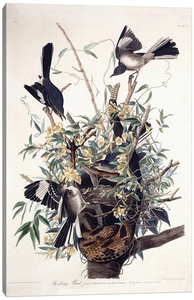 Mocking Bird , 1827-1838  Canvas Art Print - Animal Illustrations