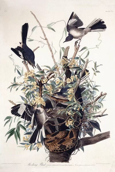 Animal Illustrations: Mocking Bird , 1827-1838  by John James Audubon