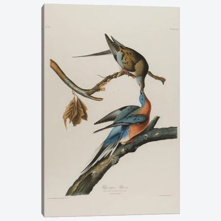 Passenger Pigeon, 1827-1838  Canvas Print #BMN10764} by John James Audubon Canvas Art Print
