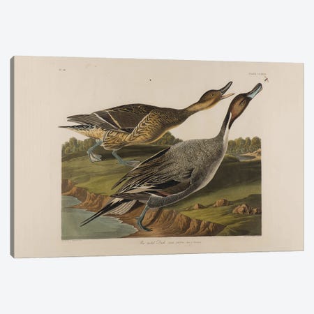 Pin Tailed Duck, 1834  Canvas Print #BMN10768} by John James Audubon Canvas Artwork