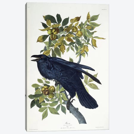 Raven,  Canvas Print #BMN10769} by John James Audubon Canvas Art