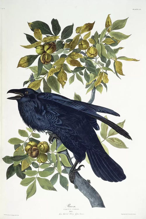 Raven,  by John James Audubon wall art