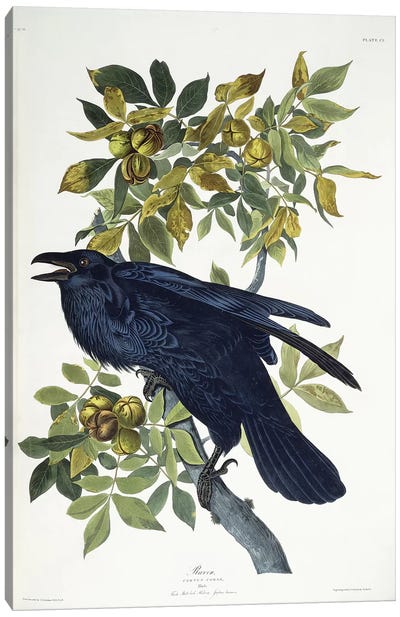 Raven,  Canvas Art Print - John James Audubon