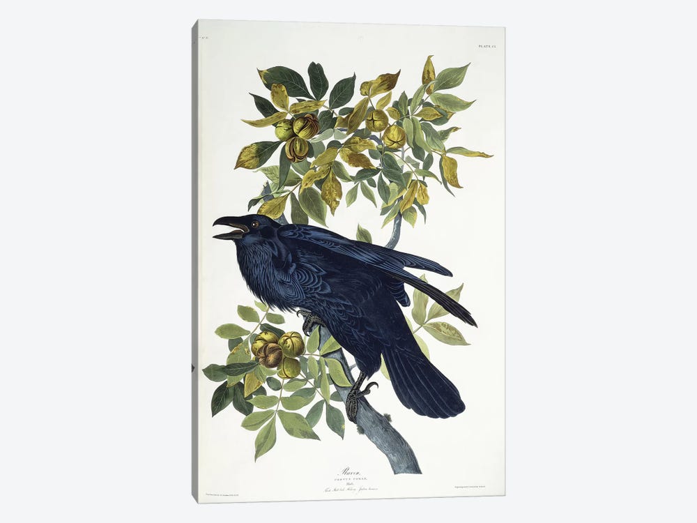 Raven,  by John James Audubon 1-piece Canvas Wall Art
