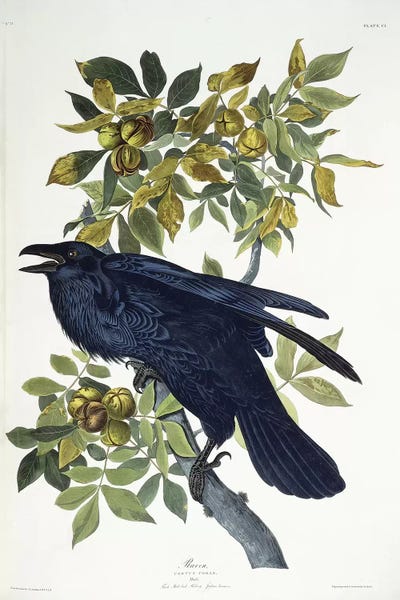Vintage Animal Illustrations: Raven,  by John James Audubon