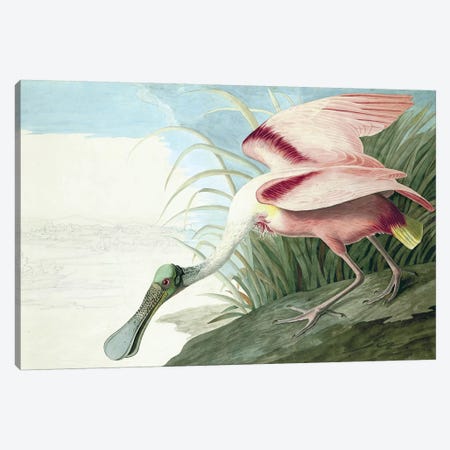Roseate Spoonbill, Platalea Ajaja, from "The Birds of America" by John J. Audubon, pub. 1827-38  Canvas Print #BMN10772} by John James Audubon Canvas Art Print