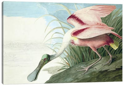 Roseate Spoonbill, Platalea Ajaja, from "The Birds of America" by John J. Audubon, pub. 1827-38  Canvas Art Print - John James Audubon