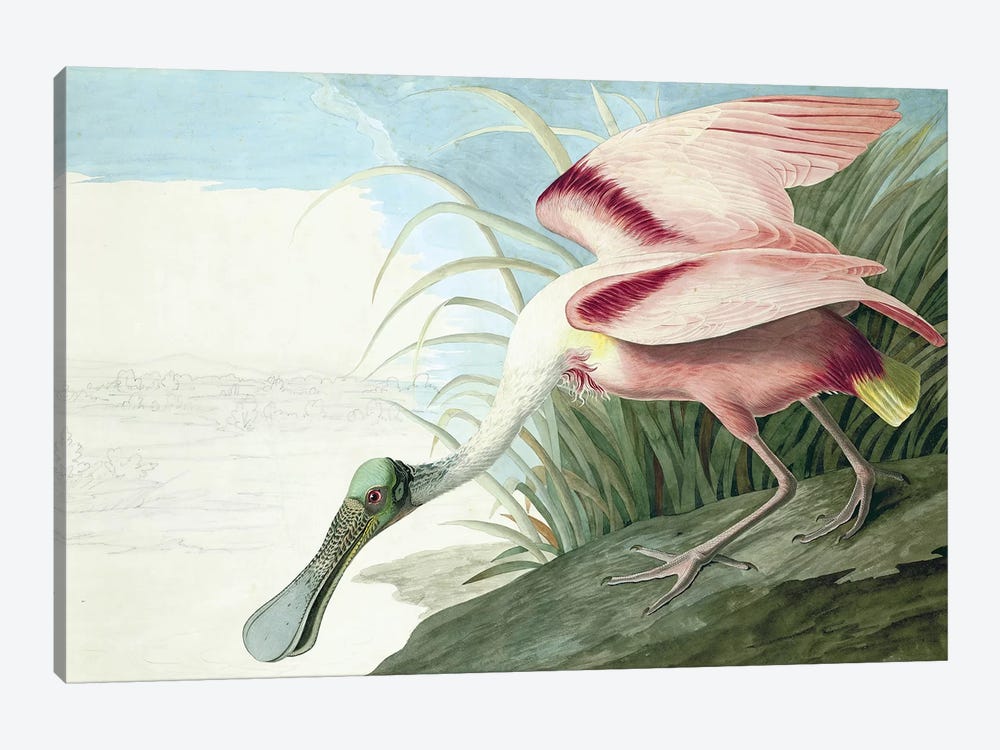 Roseate Spoonbill, Platalea Ajaja, from "The Birds of America" by John J. Audubon, pub. 1827-38  by John James Audubon 1-piece Canvas Wall Art