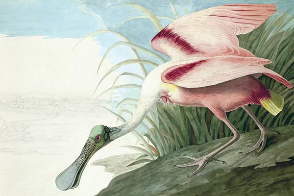John James Audubon: Roseate Spoonbill, Platalea Ajaja, from "The Birds of America" by John J. Audubon, pub. 1827-38  by John James Audubon