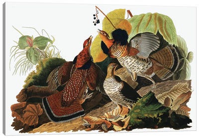 Ruffed Grouse, Tetrao Umbellus, from "The Birds of America" by John J. Audubon, pub. 1827-38  Canvas Art Print - Animal Illustrations