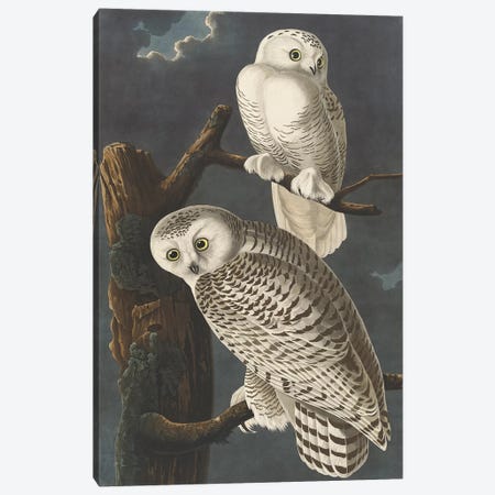 Snowy Owl, 1831  Canvas Print #BMN10778} by John James Audubon Canvas Art Print