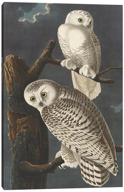 Snowy Owl, 1831  Canvas Art Print - John James Audubon