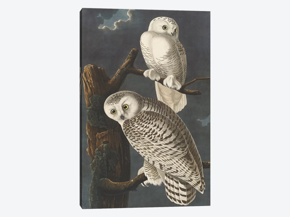 Snowy Owl, 1831  by John James Audubon 1-piece Canvas Wall Art