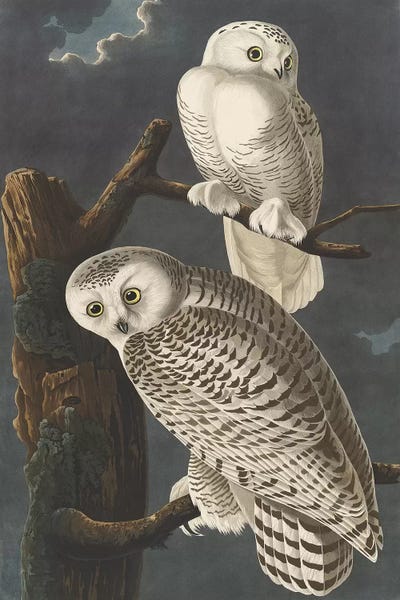 Illustrations: Snowy Owl, 1831  by John James Audubon