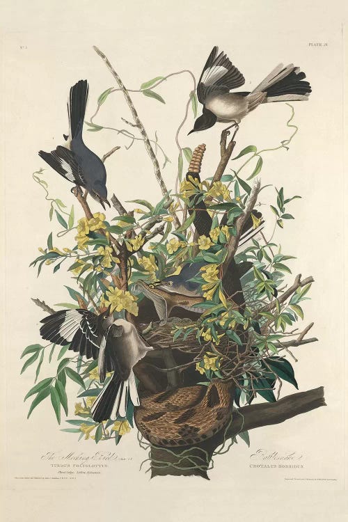 The Mocking Bird, 1827 