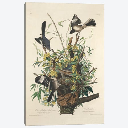 The Mocking Bird, 1827  Canvas Print #BMN10779} by John James Audubon Art Print