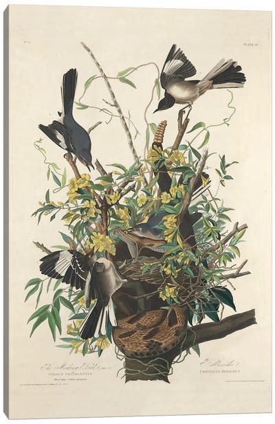 The Mocking Bird, 1827  Canvas Art Print - Animal Illustrations