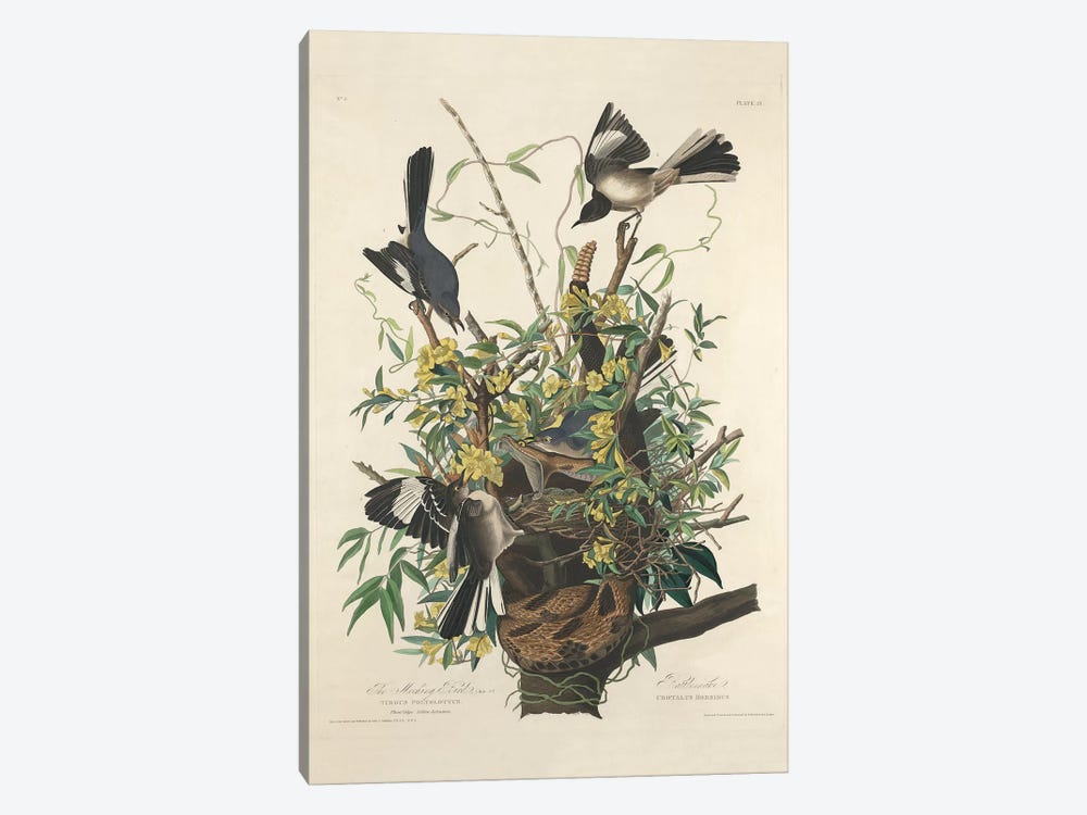 The Mocking Bird, 1827  by John James Audubon 1-piece Canvas Art Print