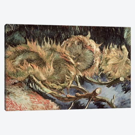 Four Withered Sunflowers, 1887  Canvas Print #BMN1077} by Vincent van Gogh Canvas Artwork