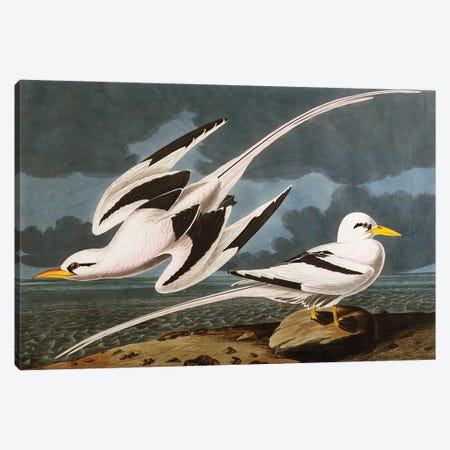 Tropic Bird  plate CCLXII from 'The Birds of America'  Canvas Print #BMN10780} by John James Audubon Canvas Wall Art
