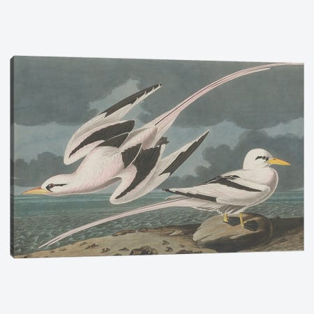 Tropic Bird, 1835  Canvas Print #BMN10781} by John James Audubon Canvas Art