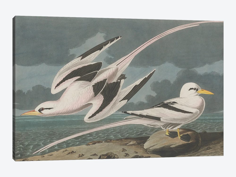 Tropic Bird, 1835  by John James Audubon 1-piece Canvas Artwork