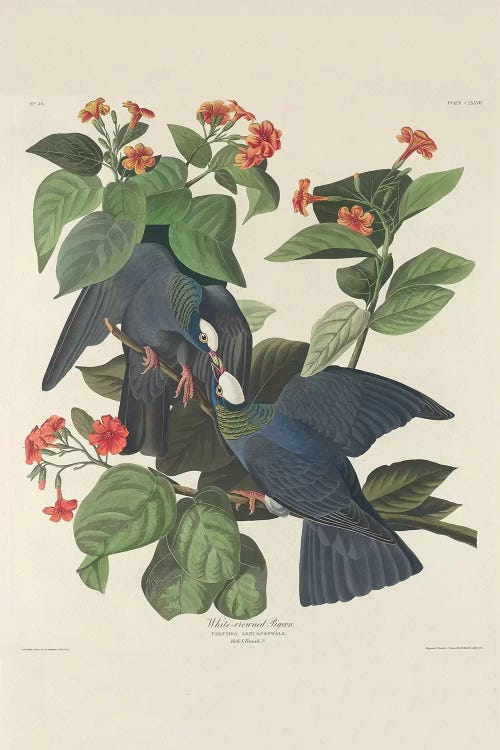 White-crowned Pigeon, 1833  by John James Audubon wall art