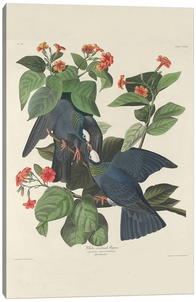 White-crowned Pigeon, 1833  Canvas Art Print