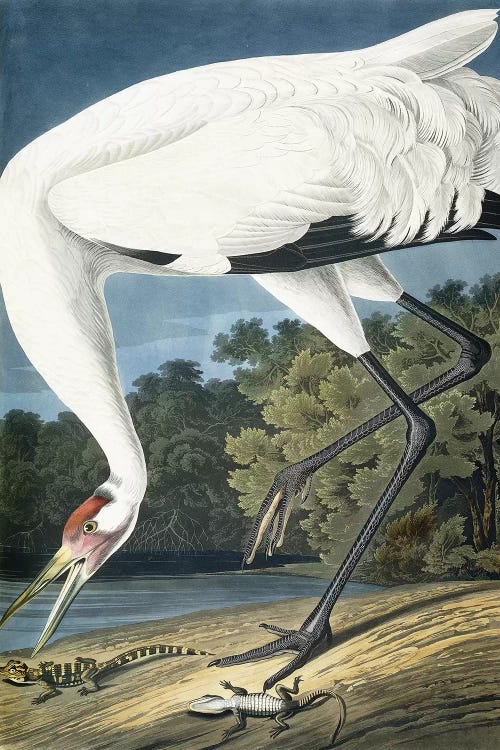 Whooping Crane, Adult Male, 1834  by John James Audubon wall art