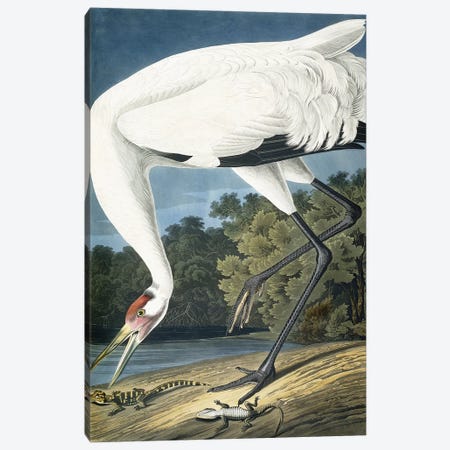 Whooping Crane, Adult Male, 1834  Canvas Print #BMN10784} by John James Audubon Art Print
