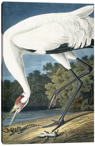 Whooping Crane, Adult Male, 1834  Canvas Art Print - Animal Illustrations
