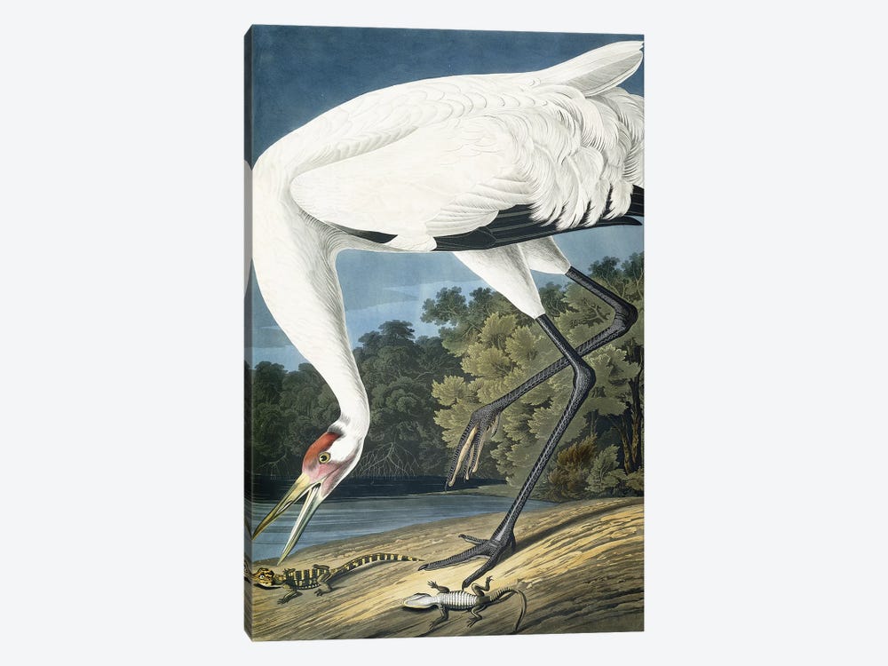 Whooping Crane, Adult Male, 1834  by John James Audubon 1-piece Canvas Print