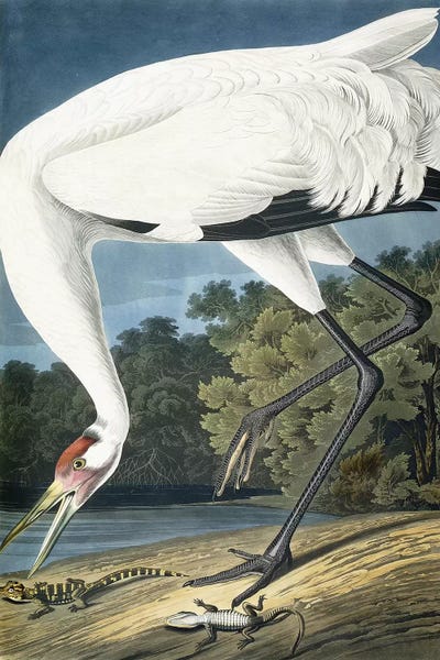 Vintage Animal Illustrations: Whooping Crane, Adult Male, 1834  by John James Audubon