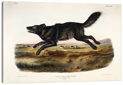 Black American Wolf, Male, 1845  Canvas Art Print