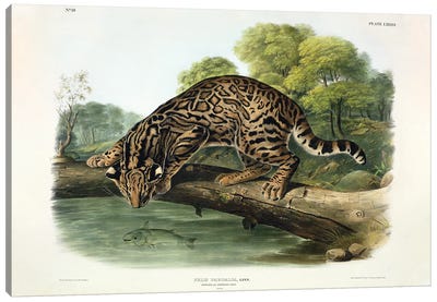 Felis Pardalis , plate 86 from 'Quadrupeds of North America', engraved by John T. Bowen , 1846  Canvas Art Print