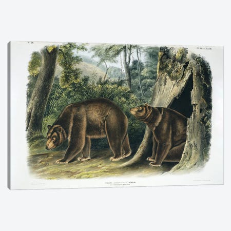 Ursus americanus, American black bear or Cinnamon Bear, plate 127, 1848  Canvas Print #BMN10873} by John Woodhouse Audubon Canvas Wall Art