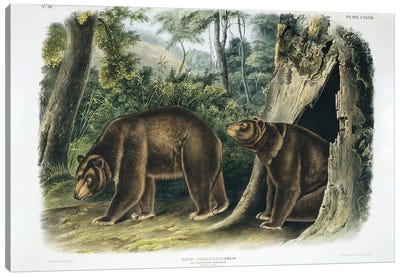Ursus americanus, American black bear or Cinnamon Bear, plate 127, 1848  Canvas Art Print