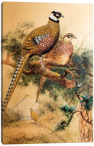 Bar-tailed Pheasant , 1852-54  Canvas Art Print
