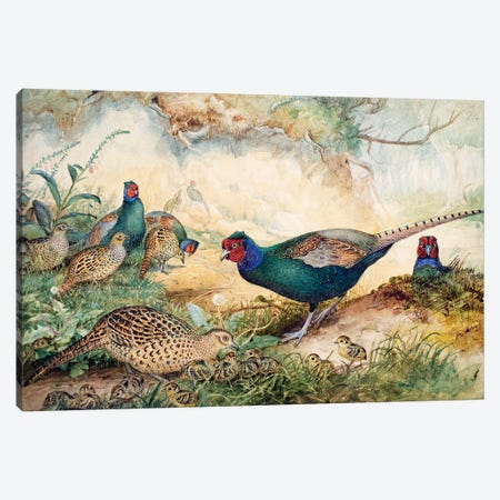 Japanese Pheasants, 1865  Canvas Print #BMN10882} by Joseph Wolf Canvas Print