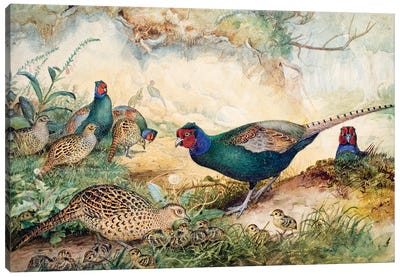 Japanese Pheasants, 1865  Canvas Art Print