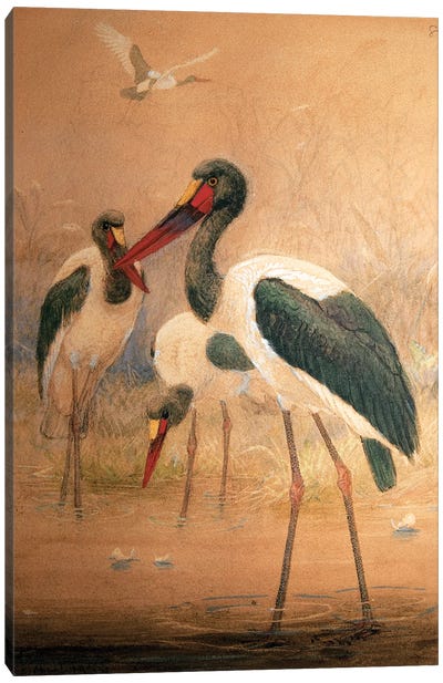Saddle-billed Stork , 1856-67  Canvas Art Print
