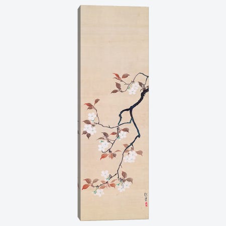 Hanging Scroll Depicting Cherry Blossoms Canvas Print #BMN10998} by Sakai Hoitsu Art Print