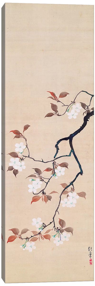 Hanging Scroll Depicting Cherry Blossoms Canvas Art Print
