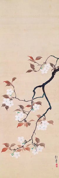 Blossoms: Hanging Scroll Depicting Cherry Blossoms by Sakai Hoitsu